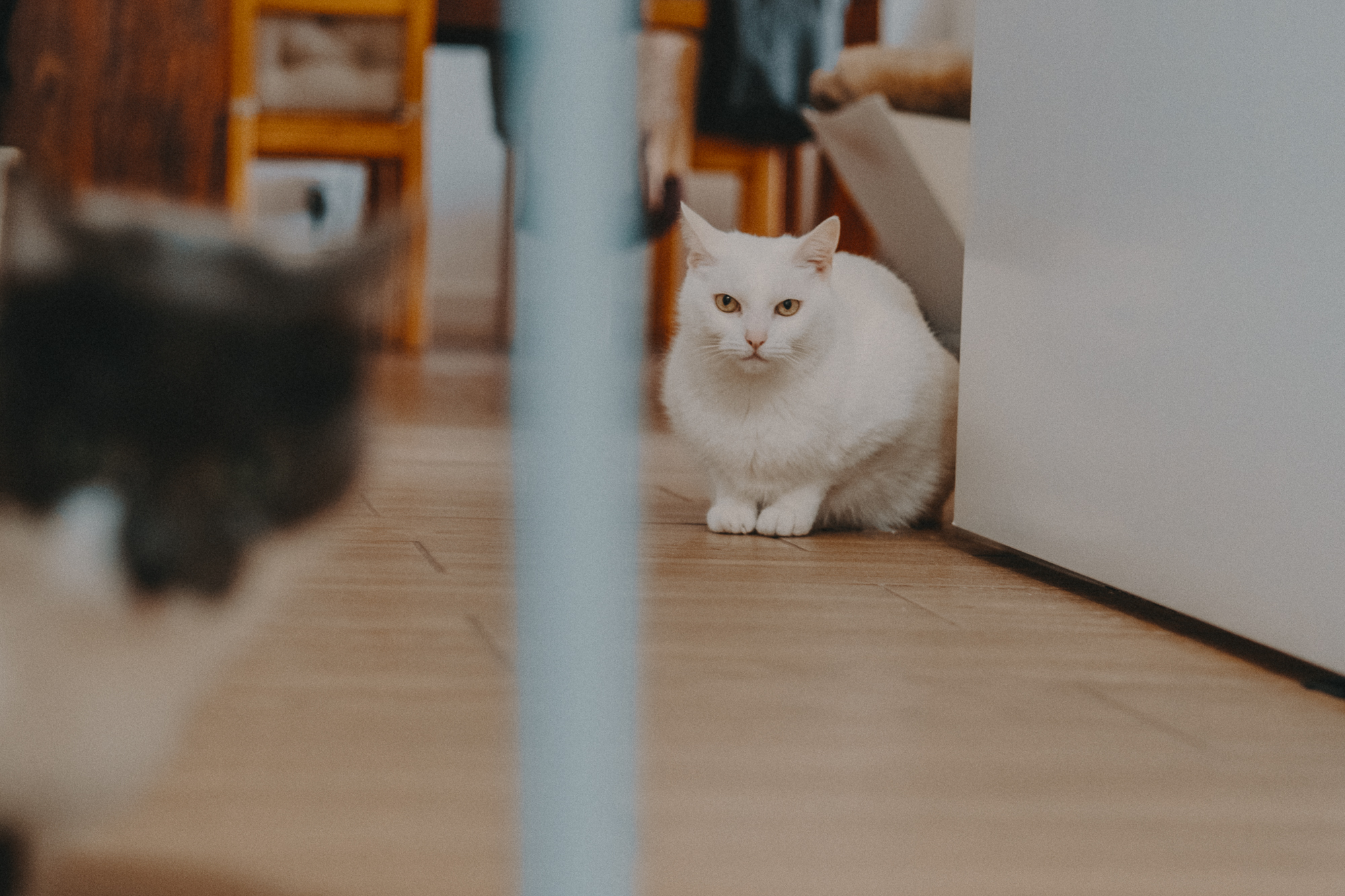 Angel Breche - Fotógrafo